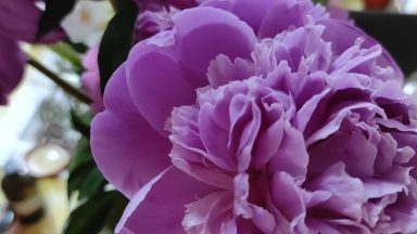 TRATAMENT PUTERNIC!! Profitati de bujor inca ceva vreme pentru a trata diferite boli